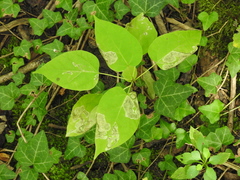 Amauromyza pleuralis