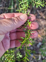 Pittosporaceae