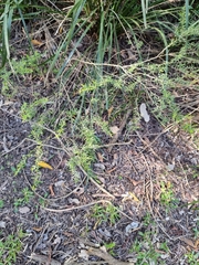 Pittosporaceae