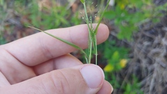 Eragrostis capillaris