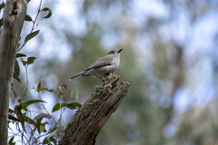 Colluricincla harmonica