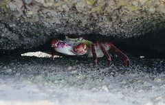Leptograpsus variegatus