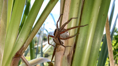 Dolomedes minor