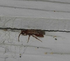 Sphaeropthalma unicolor