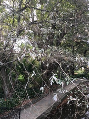 Viburnum