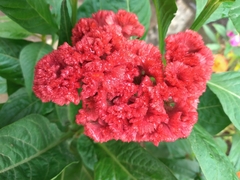 Celosia