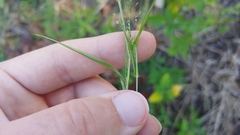Eragrostis capillaris