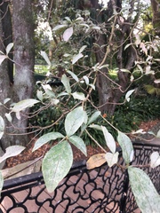 Viburnum