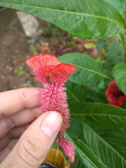 Celosia