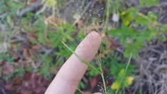 Eragrostis capillaris