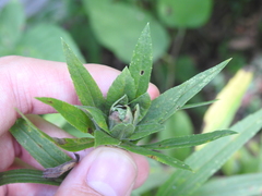 Rhopalomyia solidaginis