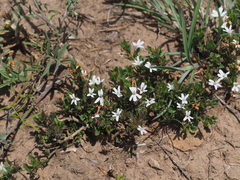 Chascanum