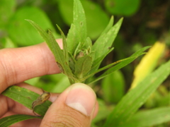 Rhopalomyia solidaginis