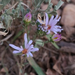 Dieteria canescens
