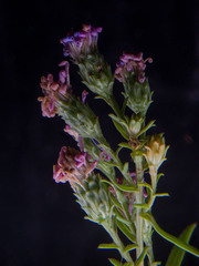 Dieteria canescens