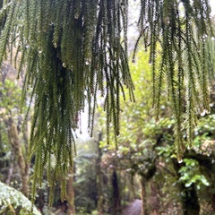Dacrydium cupressinum
