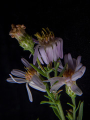 Dieteria canescens