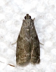 Oreana unicolorella