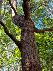 Eucalyptus siderophloia