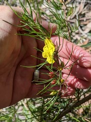 Hibbertia