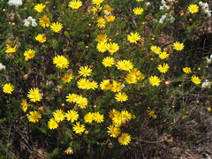 Ursinia