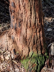 Eucalyptus siderophloia
