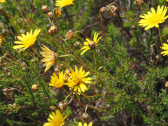 Ursinia