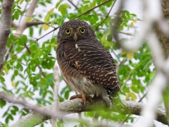 Glaucidium cuculoides
