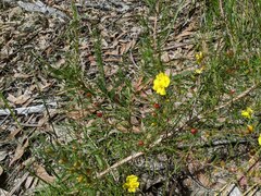 Hibbertia