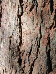 Eucalyptus siderophloia