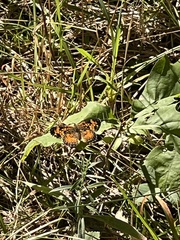 Phyciodes