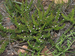 Muraltia ericifolia