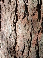 Eucalyptus siderophloia