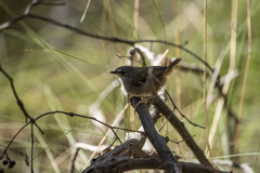 Sericornis frontalis