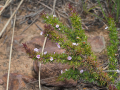 Muraltia ericifolia
