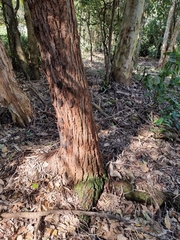 Eucalyptus siderophloia