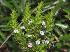 Muraltia ericifolia