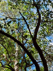 Eucalyptus siderophloia