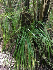 Freycinetia banksii