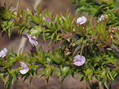 Muraltia ericifolia