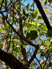Eucalyptus siderophloia