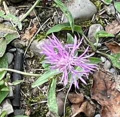 Centaurea jacea