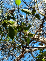 Eucalyptus siderophloia