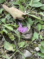 Centaurea jacea
