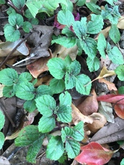 Plectranthus ciliatus
