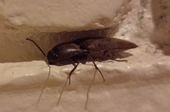 Orthostethus infuscatus
