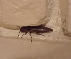 Orthostethus infuscatus