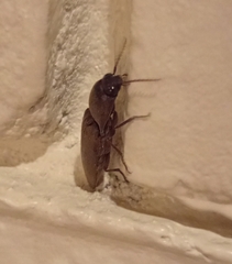 Orthostethus infuscatus