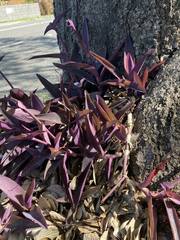 Tradescantia pallida