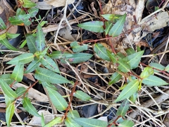 Persicaria strigosa